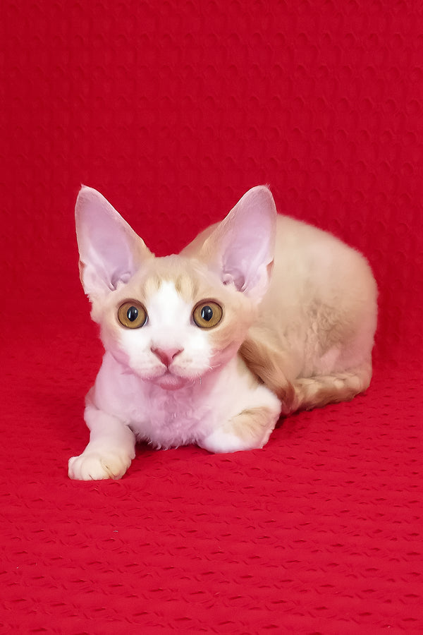 Otto | Devon Rex Kitten