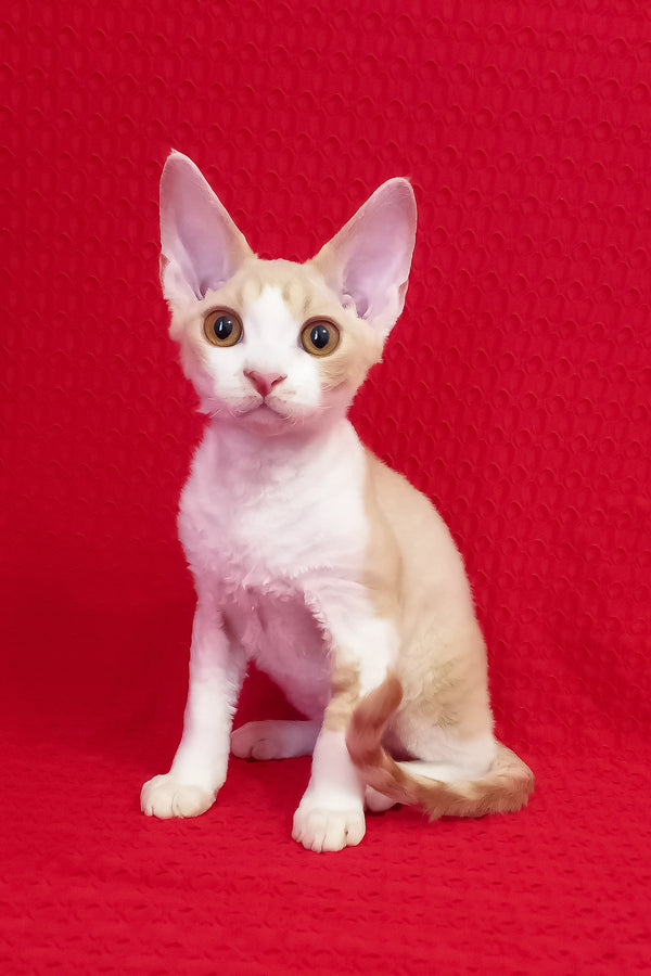 Otto | Devon Rex Kitten