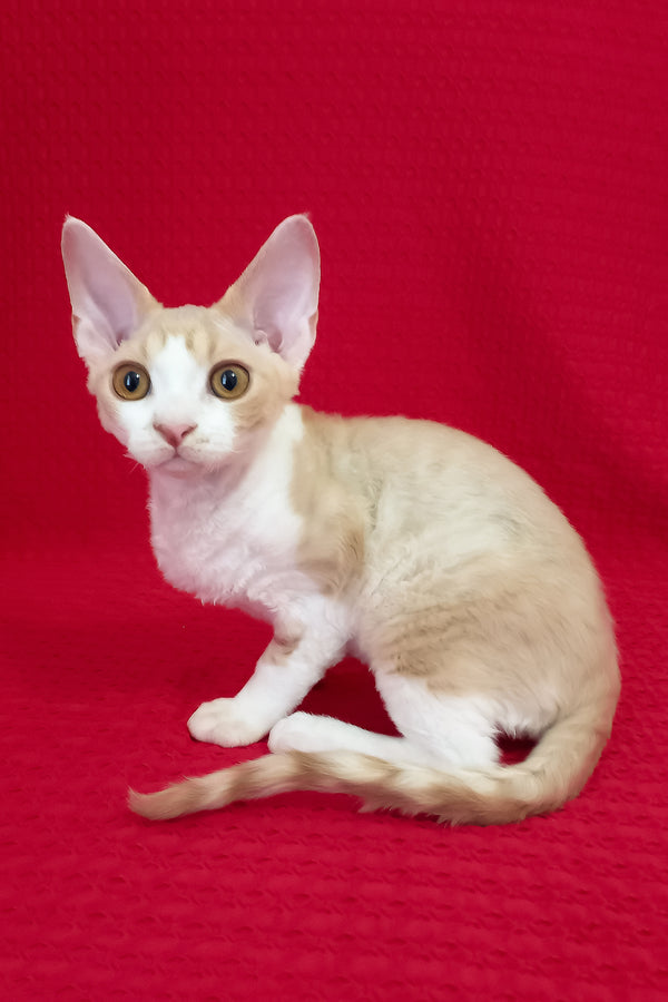 Otto | Devon Rex Kitten