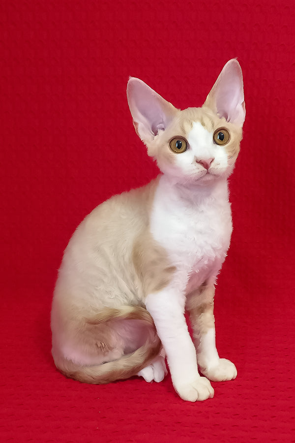 Otto | Devon Rex Kitten