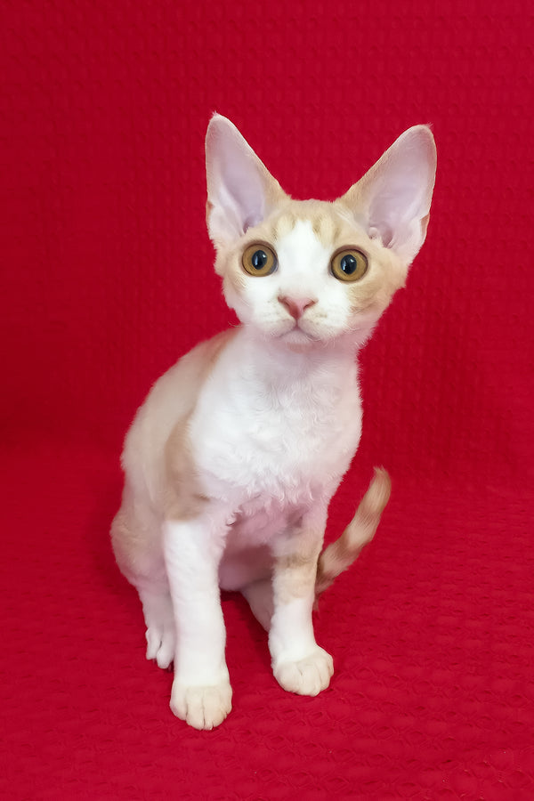 Otto | Devon Rex Kitten