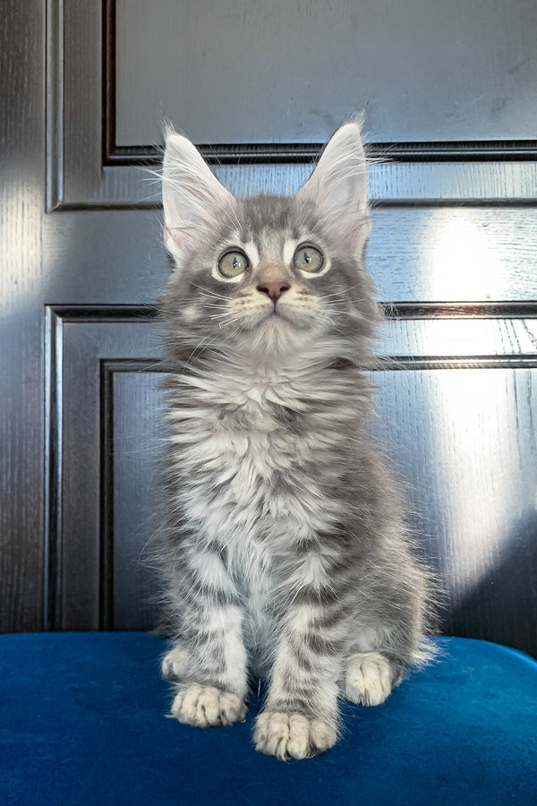 Osford | Maine Coon Kitten