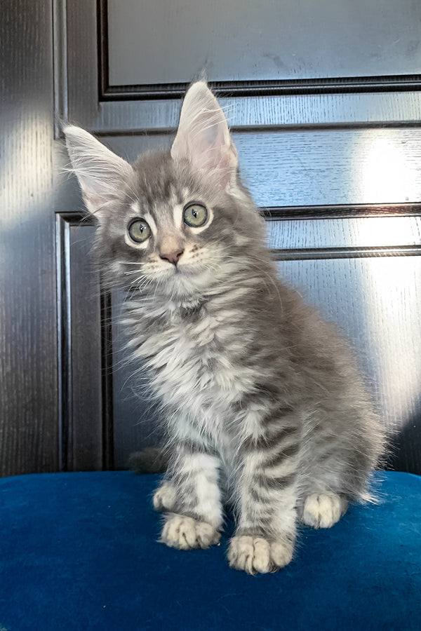 Osford | Maine Coon Kitten