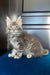Osford | Maine Coon Kitten