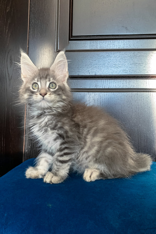 Osford | Maine Coon Kitten