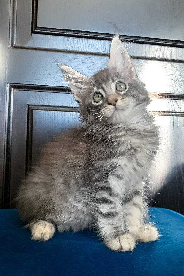 Osford | Maine Coon Kitten