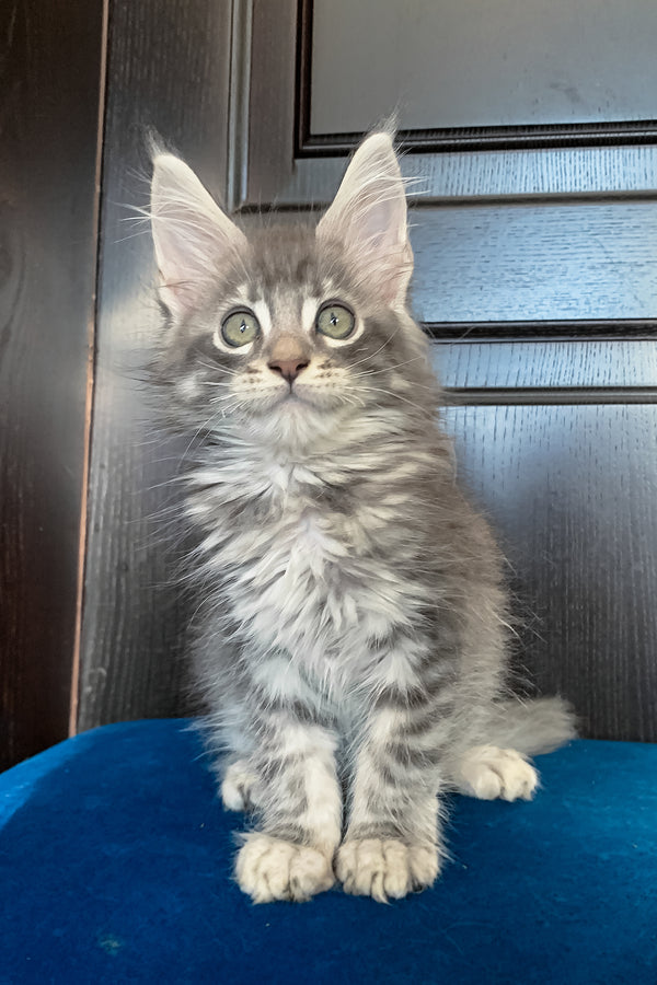 Osford | Maine Coon Kitten