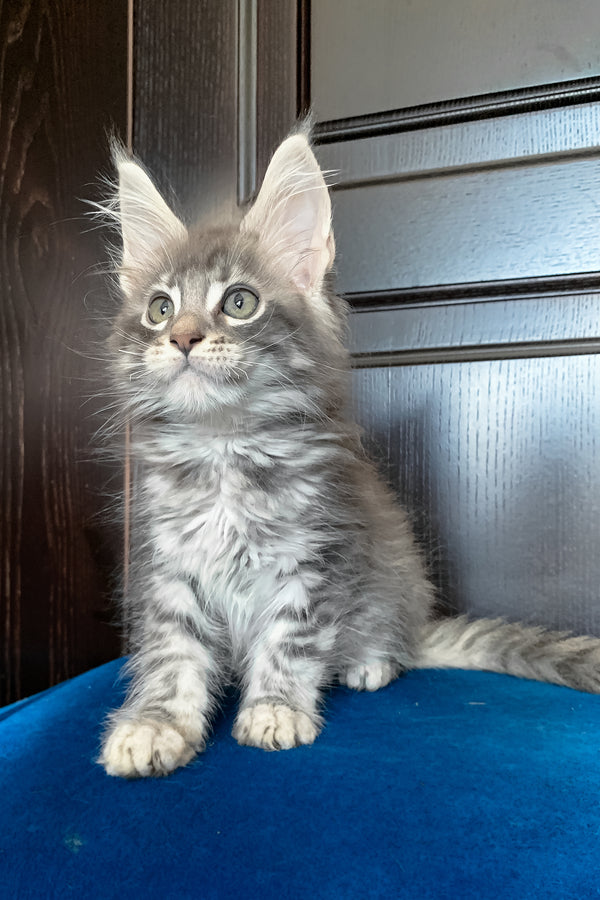 Osford | Maine Coon Kitten
