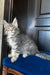 Osford | Maine Coon Kitten