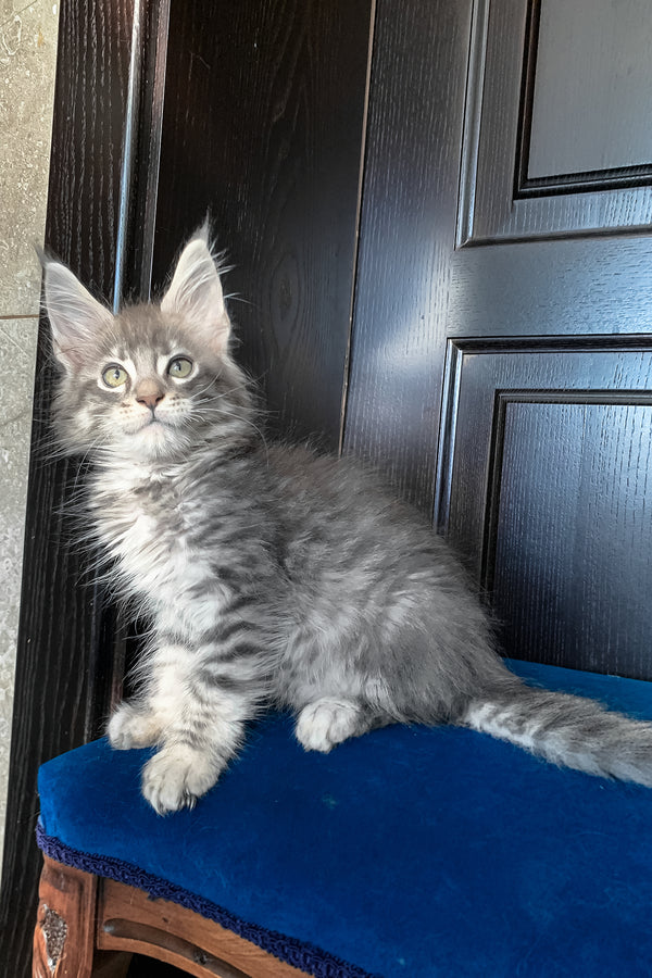 Osford | Maine Coon Kitten