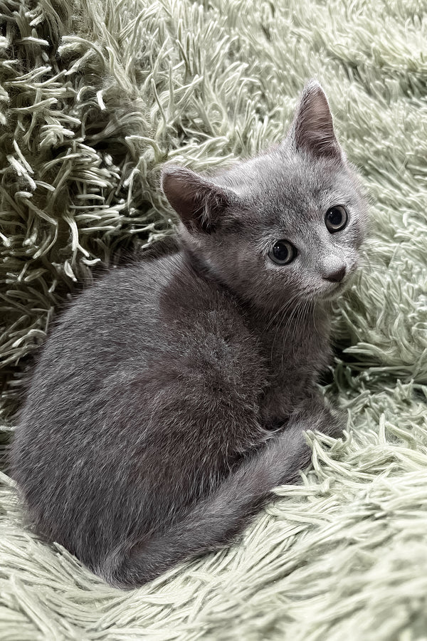 Oskar | Russian Blue Kitten