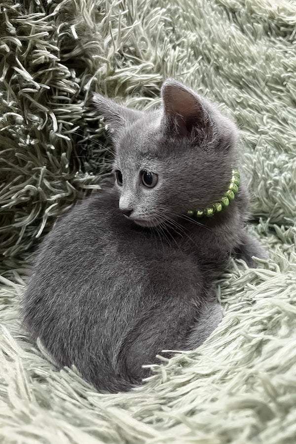 Oskar | Russian Blue Kitten