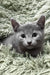Oskar | Russian Blue Kitten