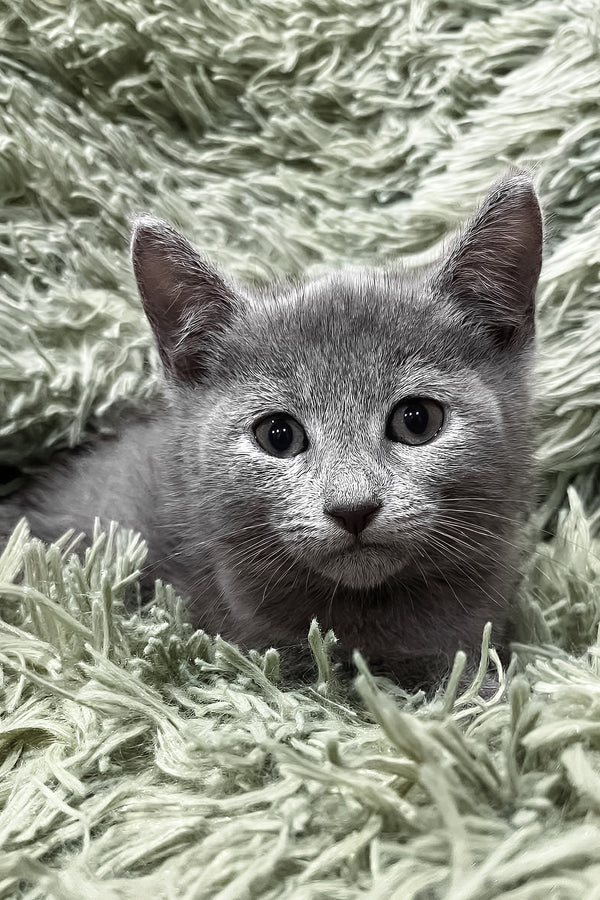 Oskar | Russian Blue Kitten