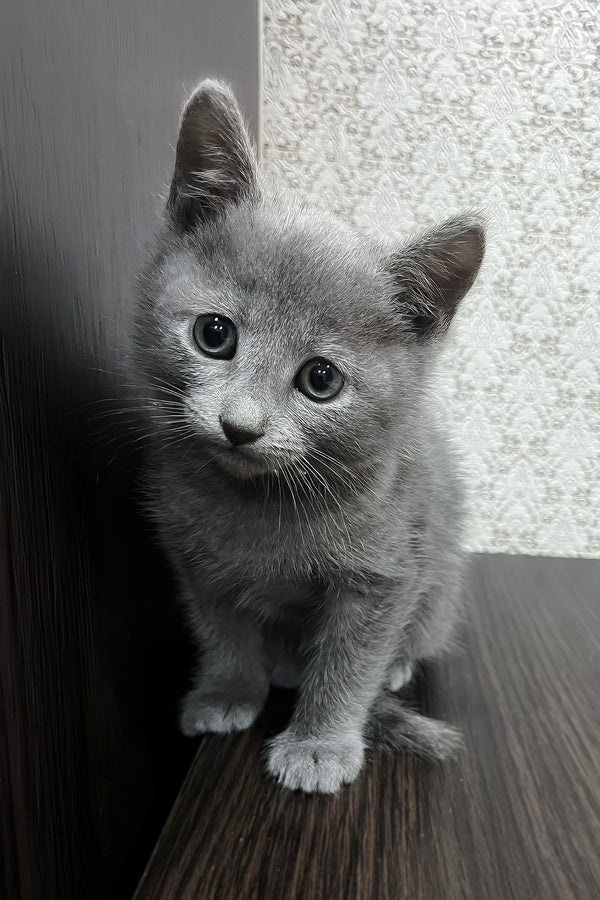 Oskar | Russian Blue Kitten