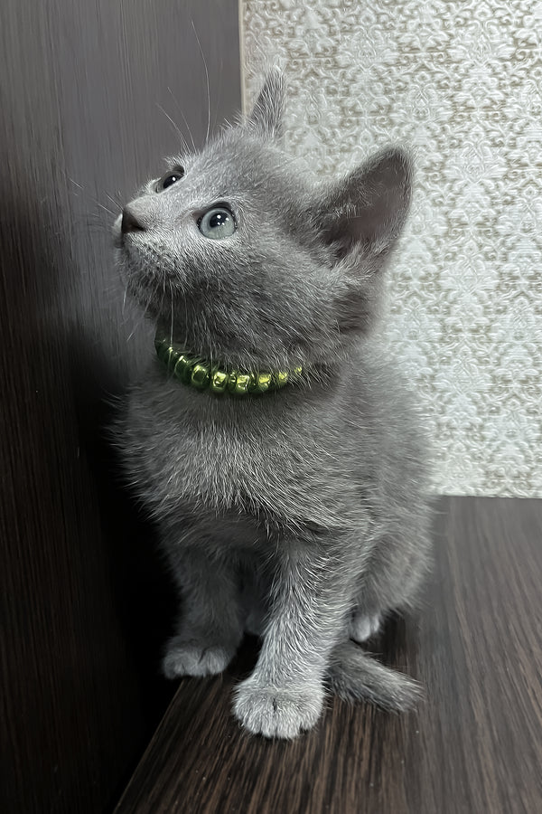 Oskar | Russian Blue Kitten
