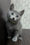 Oskar | Russian Blue Kitten