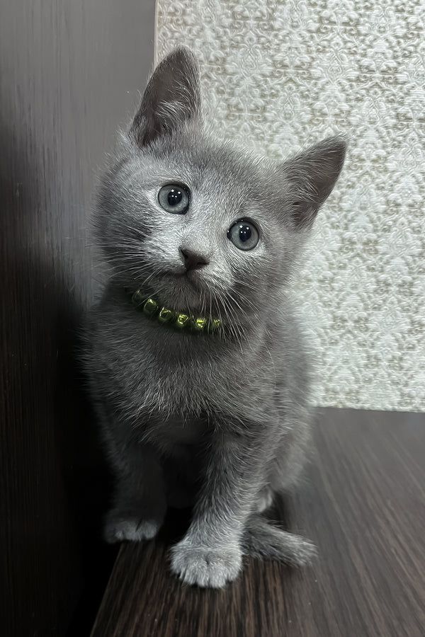 Oskar | Russian Blue Kitten