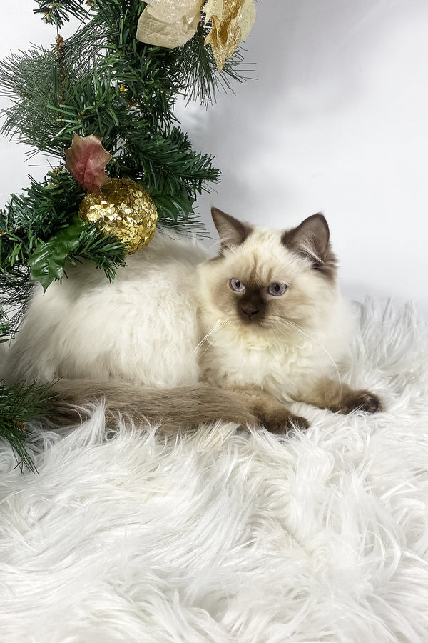 Oskar | British Shorthair Kitten