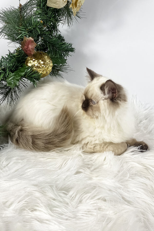 Oskar | British Shorthair Kitten