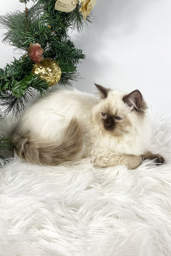 Oskar | British Shorthair Kitten