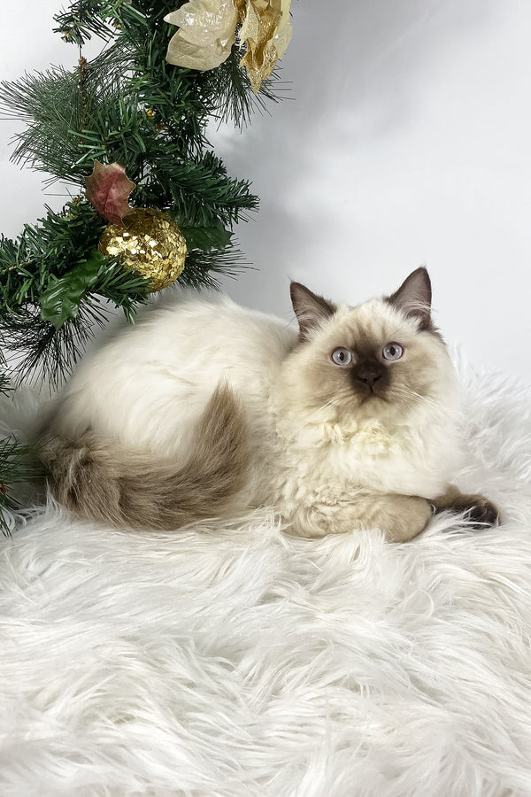 Oskar | British Shorthair Kitten