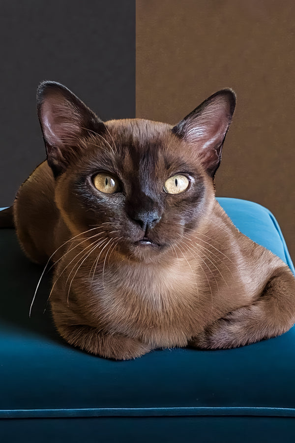 Osman | Burmese Kitten