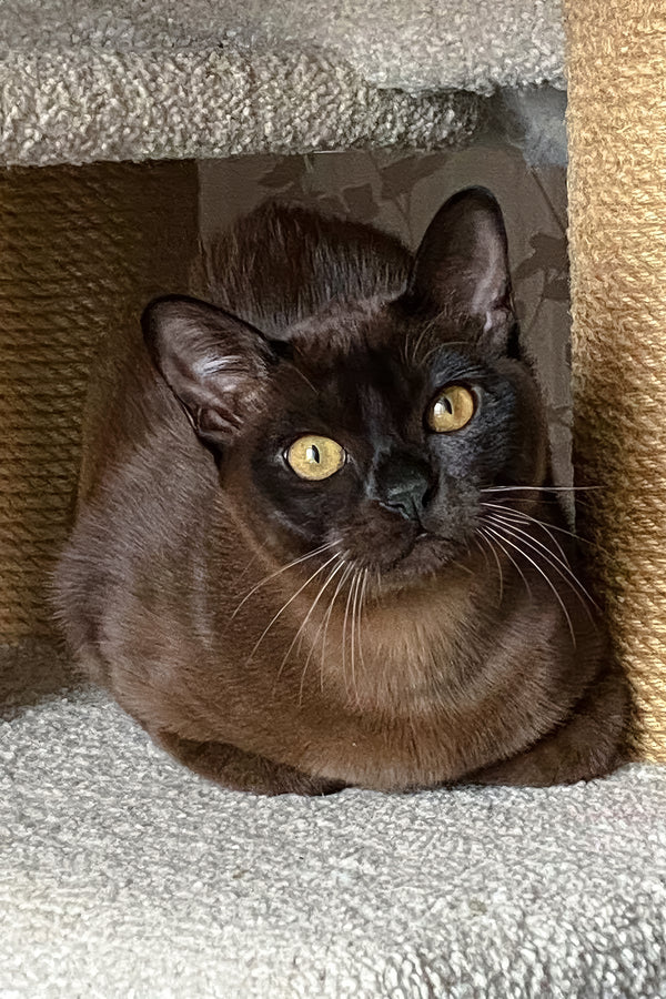 Osman | Burmese Kitten