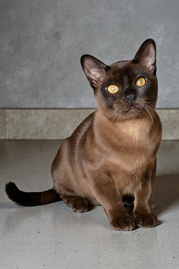 Osman | Burmese Kitten