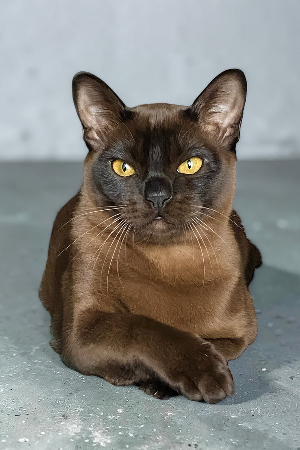 Osman | Burmese Kitten