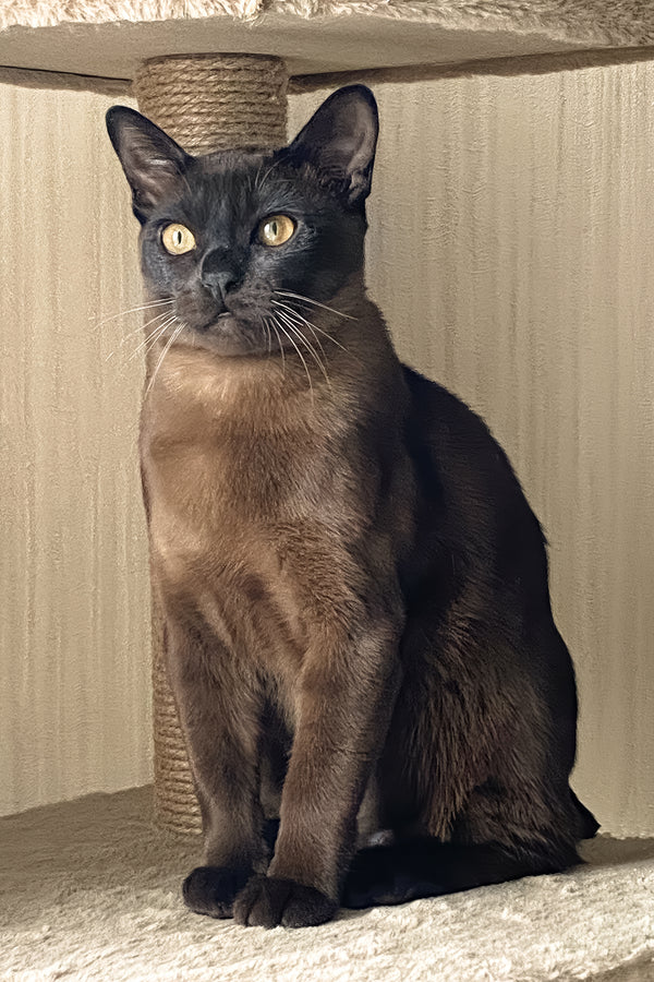 Osman | Burmese Kitten