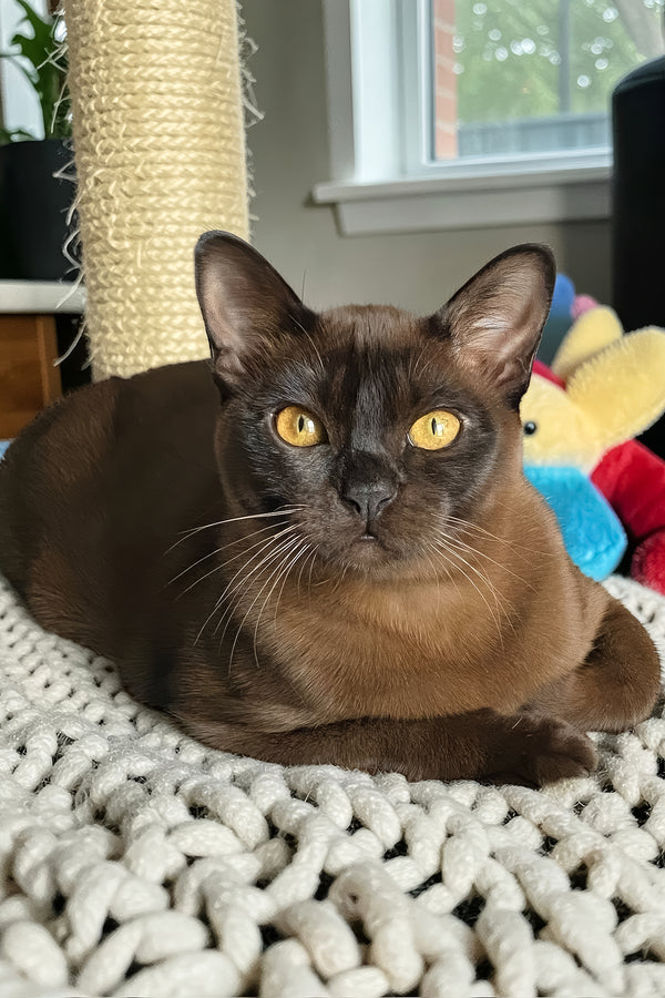 Osman | Burmese Kitten