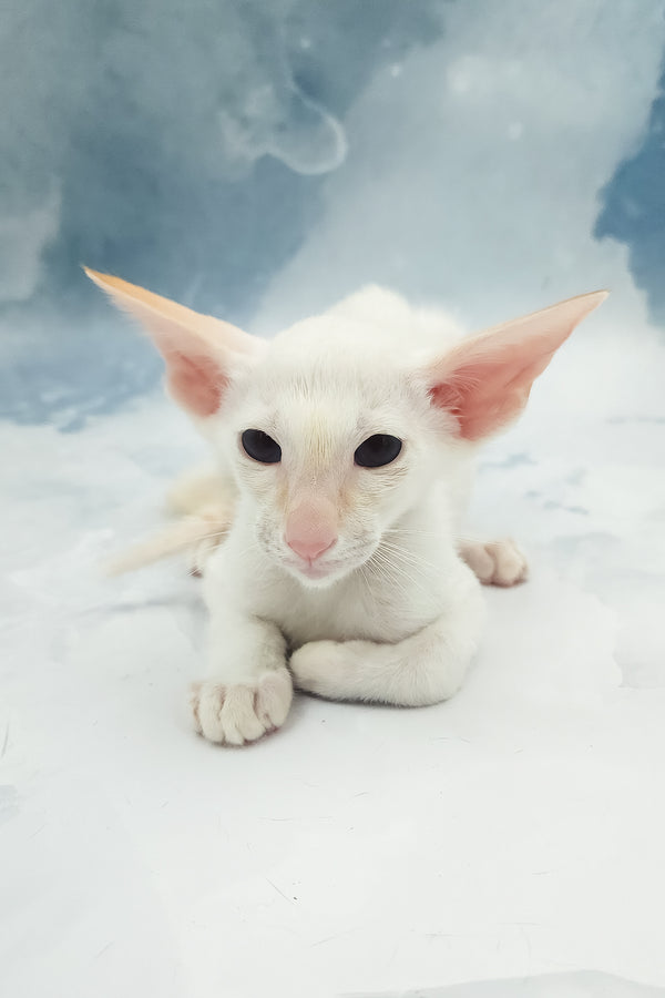 Oswald | Oriental Shorthair Kitten