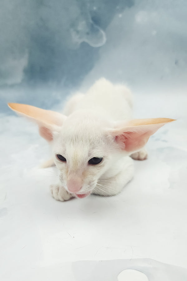 Oswald | Oriental Shorthair Kitten
