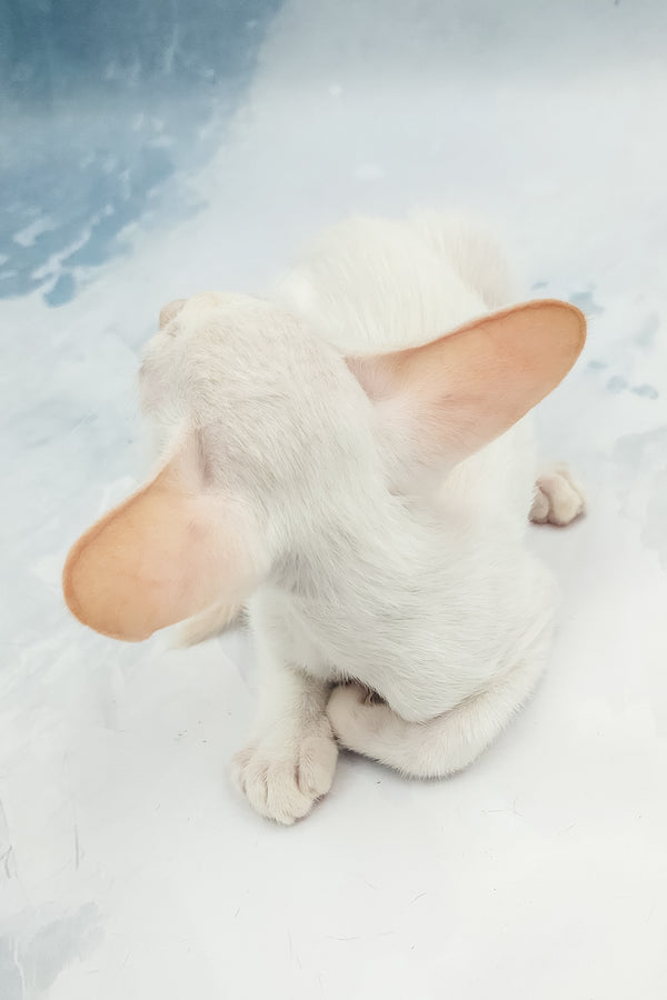 Oswald | Oriental Shorthair Kitten