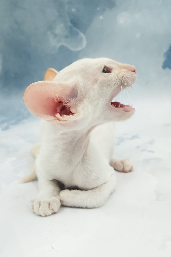 Oswald | Oriental Shorthair Kitten