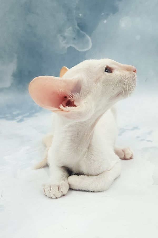 Oswald | Oriental Shorthair Kitten