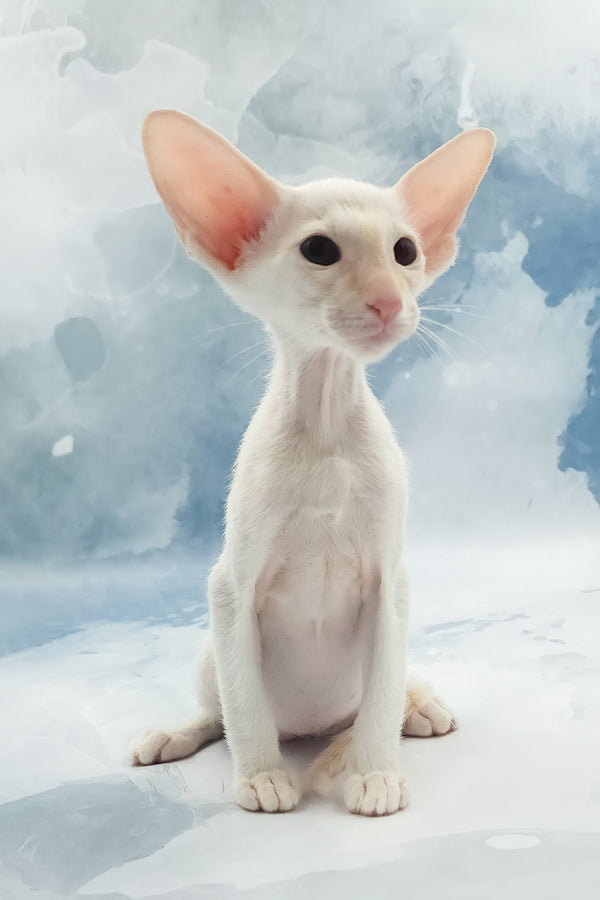 Oswald | Oriental Shorthair Kitten