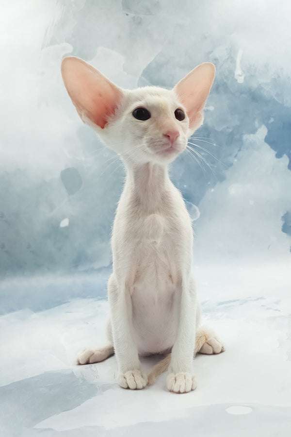 Oswald | Oriental Shorthair Kitten