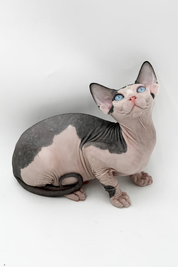 Ozzy | Canadian Sphynx Kitten