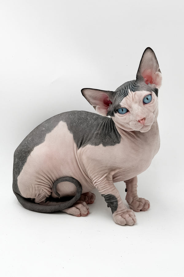 Ozzy | Canadian Sphynx Kitten