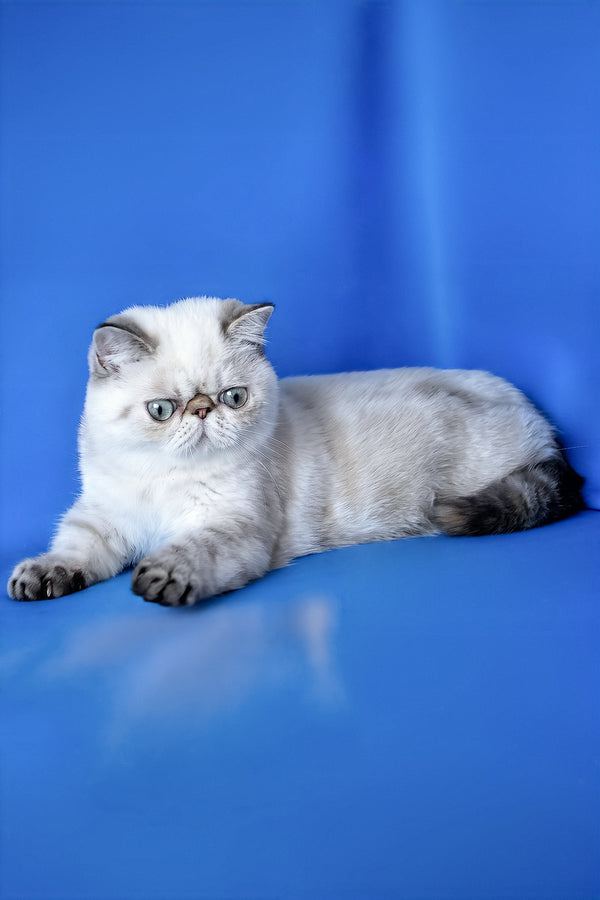 Peni | Exotic Shorthair Kitten