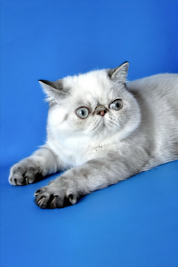 Peni | Exotic Shorthair Kitten