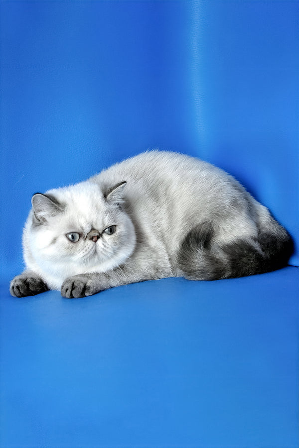 Peni | Exotic Shorthair Kitten