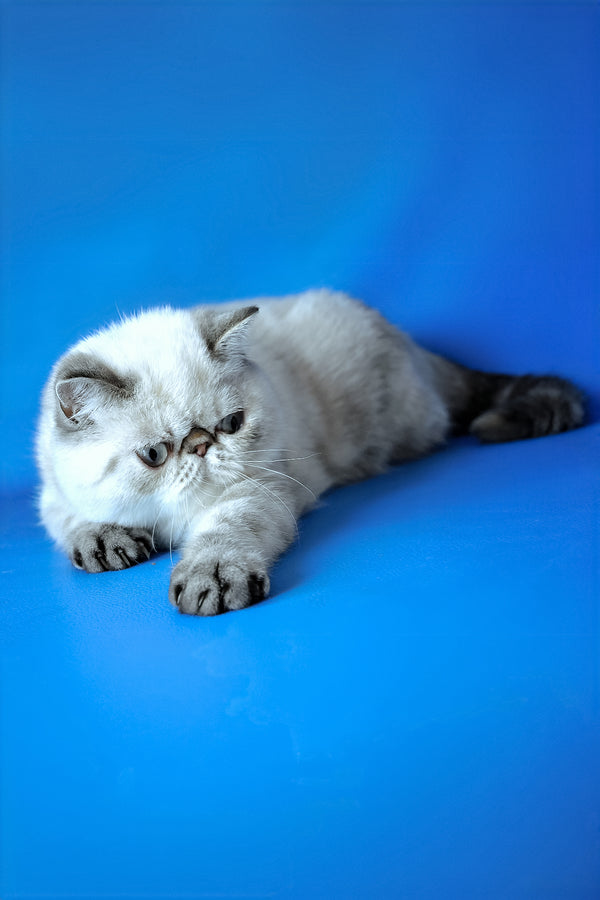 Peni | Exotic Shorthair Kitten