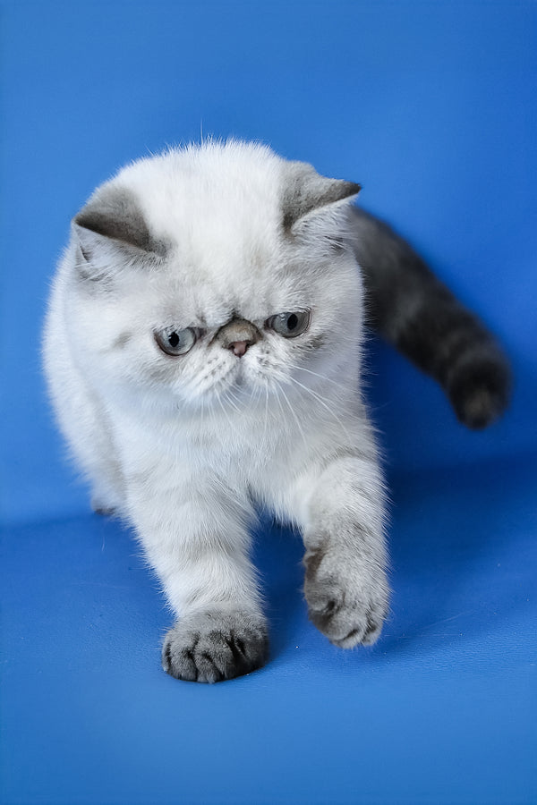 Peni | Exotic Shorthair Kitten