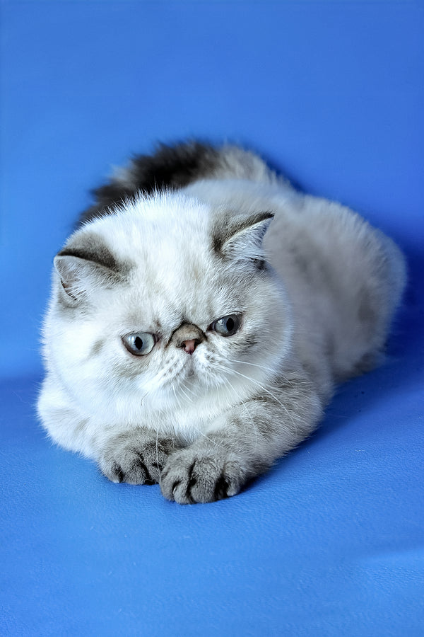 Peni | Exotic Shorthair Kitten