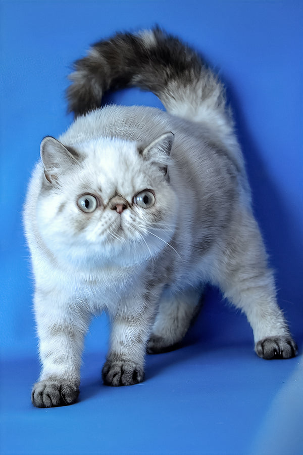 Peni | Exotic Shorthair Kitten