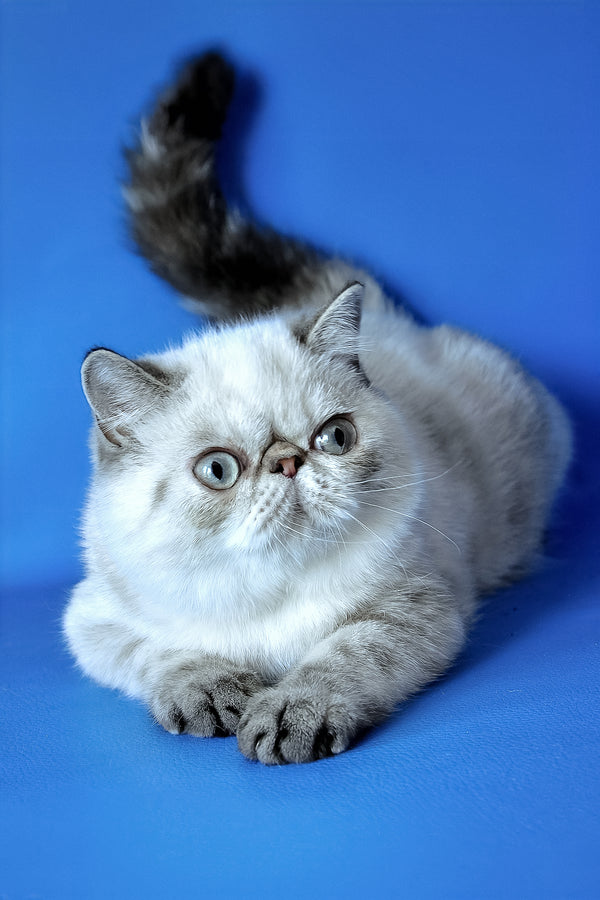 Peni | Exotic Shorthair Kitten