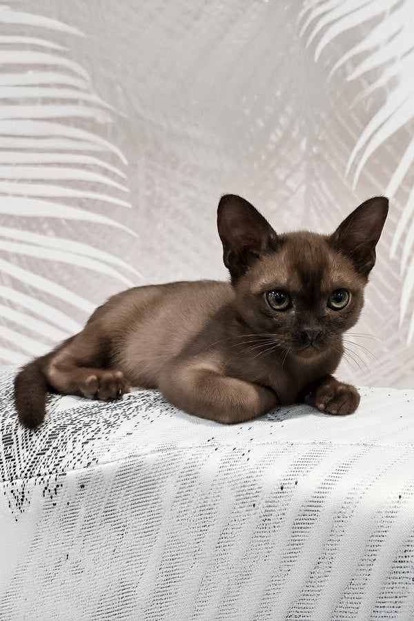 Bruno | Burmese Kitten